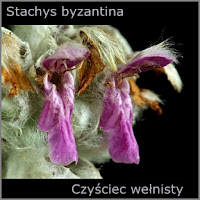 Stachys byzantina - czyściec wełnisty