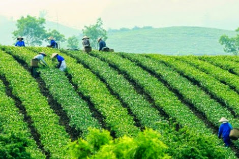 Những đồi chè đẹp mê hồn xứ Bắc doi che moc chau pys travel006 Những đồi chè đẹp mê hồn xứ Bắc