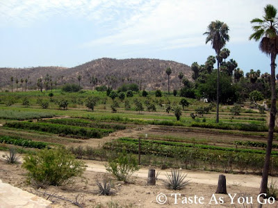 Los Tamarindos in Los Cabos, Mexico - Photo by Taste As You Go
