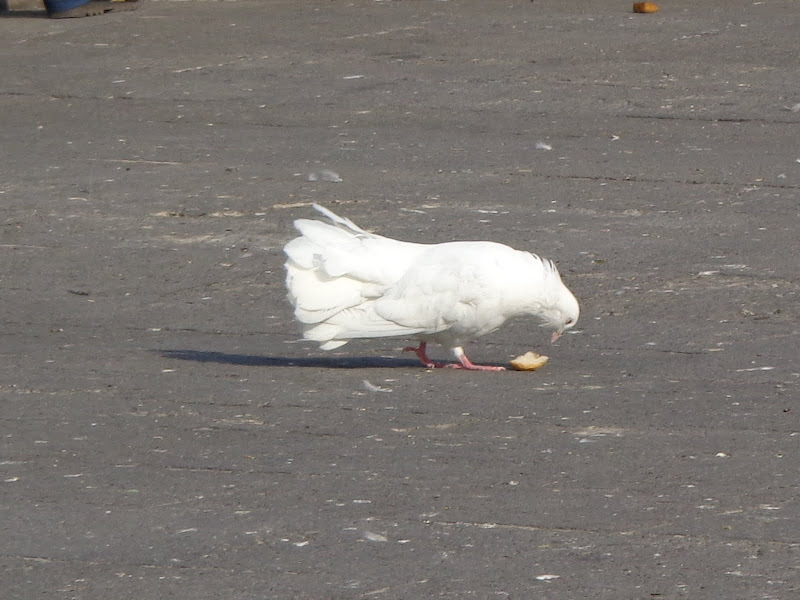 Круиз на Queen Elizabeth, 12-24 октября 2012
