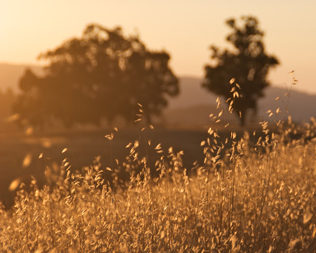 arastradero Arastradero