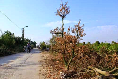 Một cây quất thế chết khô dựng ven đường. Hơn 20 làm nghề trồng quất, ông Nguyễn Văn Chính (50 tuổi, Tứ Liên) cho biết: “Tôi chưa từng thấy năm nào cây chết nhiều như năm nay. Gia đình tôi có khoảng 800 gốc thì 100 gốc đã hỏng và chặt bỏ, 300 gốc còn lại phải ngắt hết quả để cứu cây”.