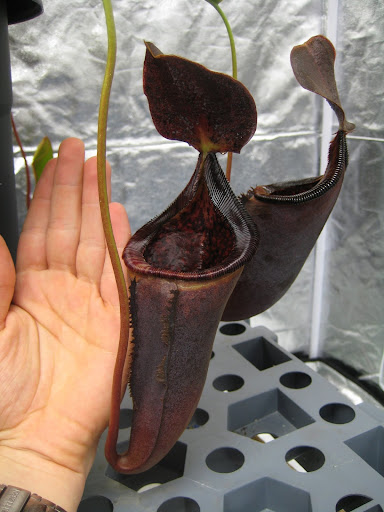 Nepenthes 2012 IMG_1334