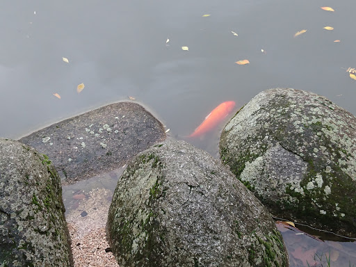 Jardin Japonais