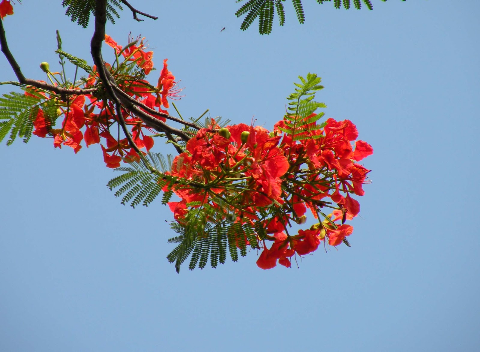 Một khoảnh khắc rực rỡ sắc đỏ của hoa phượng chắc chắn sẽ làm bạn lóa mắt. Hãy cùng ngắm nhìn vẻ đẹp tinh khôi, nồng nàn của loài hoa này trong ảnh hoa phượng đẹp nhất.