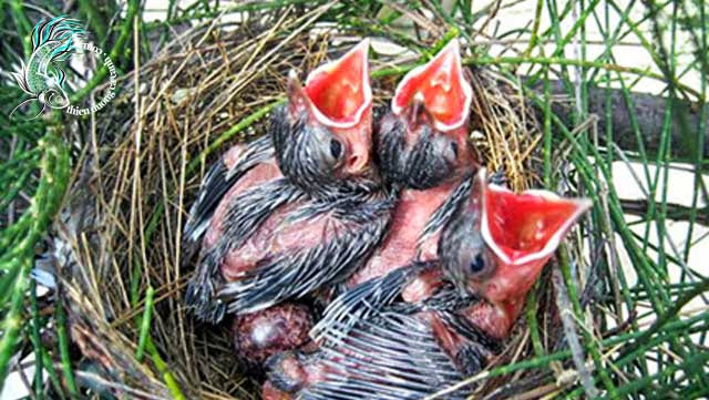 Tổ chim mới nở độc nhất Việt Nam giá gần nửa tỷ đồng