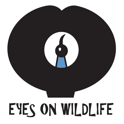 Eyes on Wildlife Birding & Wildlife Tours - Atherton - Australia
