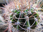 Bolestan kaktus - Page 19 IMG_2012