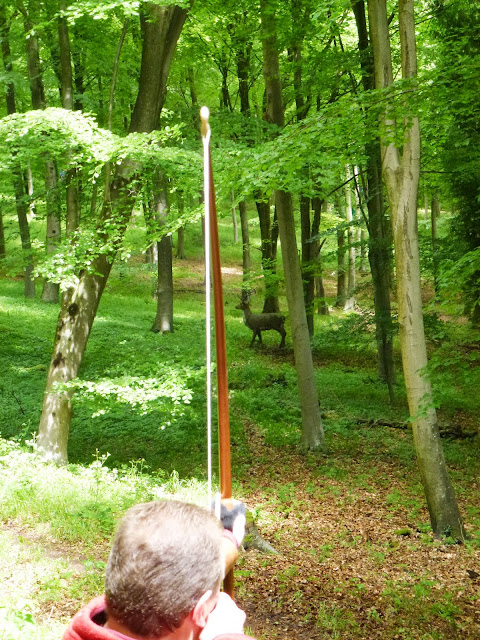 Stag