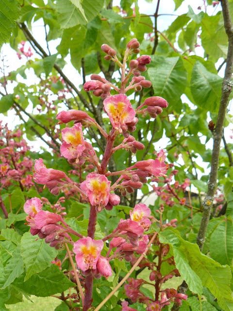 Des floraisons au jardin ... P1030256