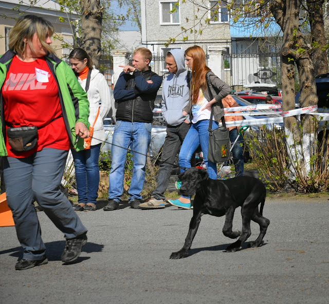 Кубок Аризоны-14(ПК)+ЧРКФ, Красноярск, 27 апреля 2014 DSC_5464