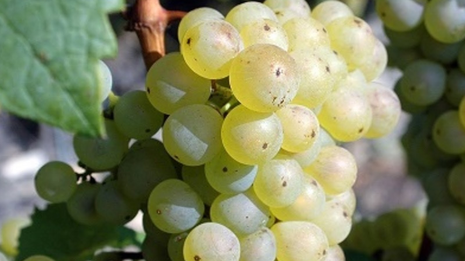 types of grapes 