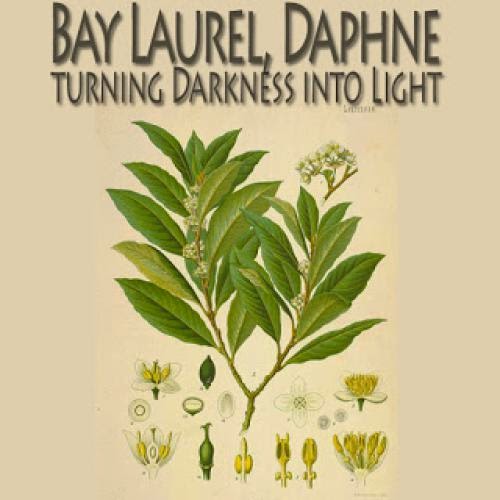 Herb Analysis Bay Laurel Daphne The Suns Sacred Herb Turning Darkness Into Light