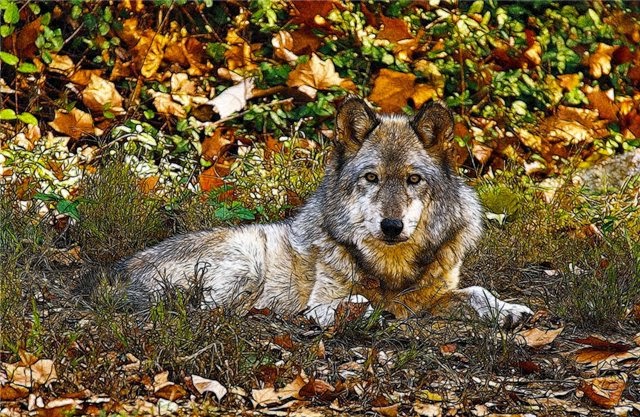animals, photo, wolf animals, photo, wolf