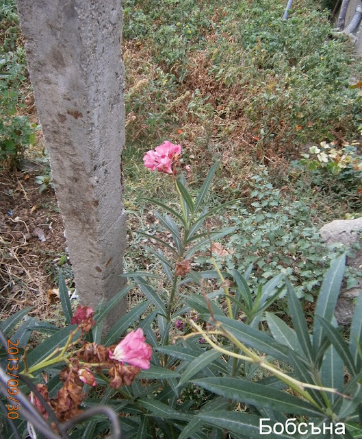 Зокум (Закум) (Nerium oleander) - 2013 - Страница 9 - Форуми за цветя  FlowersNet.info