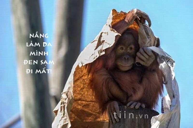 Ảnh vui, hài hước về họ hàng nhà Khỉ Ảnh vui, hài hước về họ hàng nhà Khỉ 4