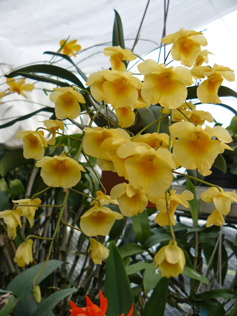 Dendrobium lindleyi P1040250