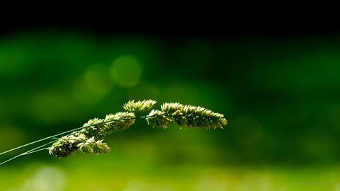 Green Grass Nature Wallpaper Green Grass Nature Wallpaper