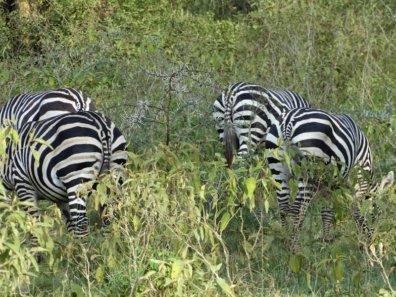 Заметки о животных. Путешествие по Кении и Танзании.