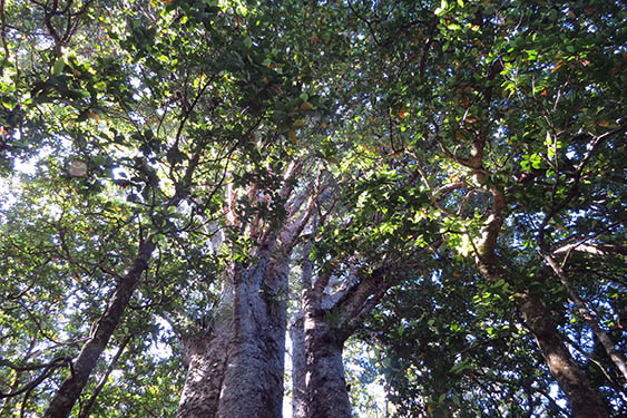 NOTRHLAND (IV): WAIPOUA FOREST Y BAYLEYS BEACH - NUEVA ZELANDA: NAVIDADES EN LAS ANTÍPODAS (7)