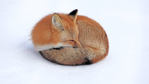 Red Fox in Snow, Yukon.jpg