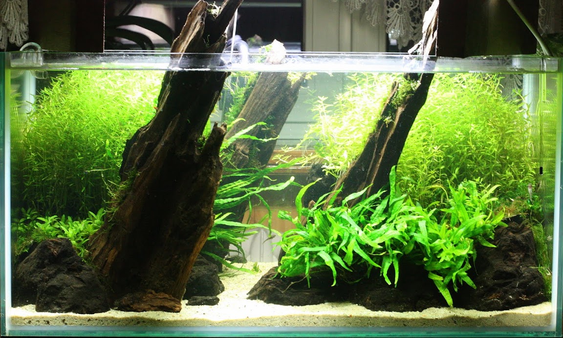 Jak założyć akwarium roślinne? Pokaz krok za krokiem IMG_0872