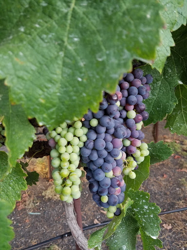 Vineyard «Newport Beach Vineyards & Winery», reviews and photos, 2128 Mesa Dr, Newport Beach, CA 92660, USA