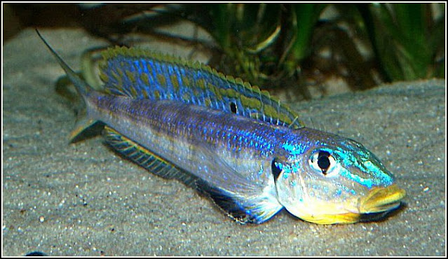 enantiopus melanogenys "kilesa" - QUESTIONS | Cichlid Fish Forum