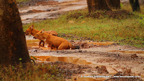 2 Wild Dogs at Nagarhole National Park