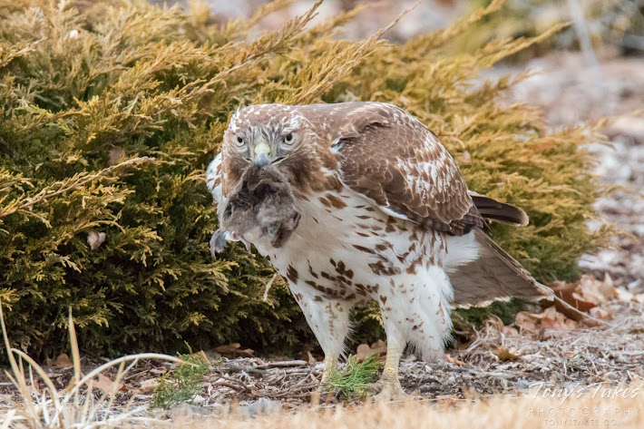 A juvenile Red-tailed Hawk hangs on tightly to its mouse lunch. (© Tony’s Takes)