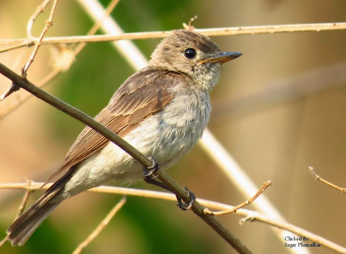 Common Sparrow