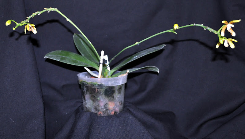Phalaenopsis kunstleri DSC_0015