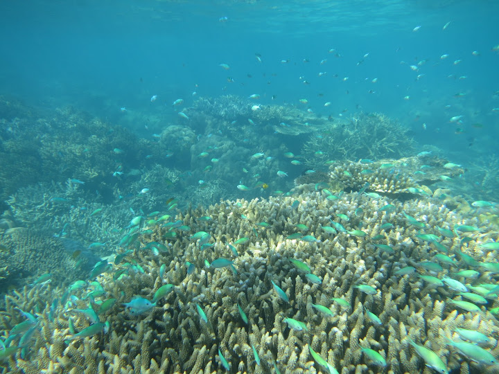 Australia de costa a costa - Blogs de Australia - Cairns, Cape Tribulation, Atherton Tablelands-9 al 14 de Agosto de 2012 (7)