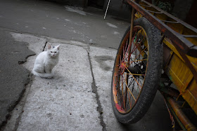 cat sitting near a wheel of a cart outside