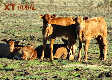 TV RURAL está de volta... Xt+rural