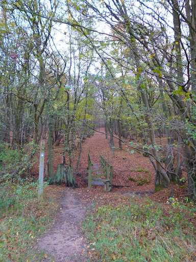 Entrance to Bayford wood