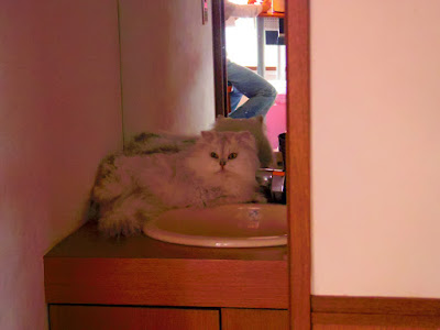 久しぶりに猫カフェへ 沼津市猫カフェ にゃんこ たーぼぅ S Blog Kitchen 旧 たーぼぅの里