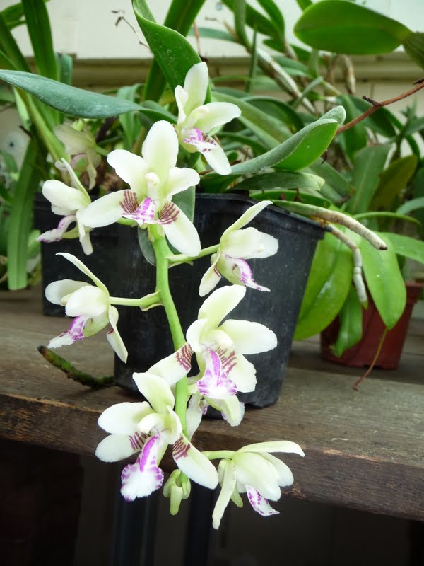 Phalaenopsis (Sedirea) japonica P1150379