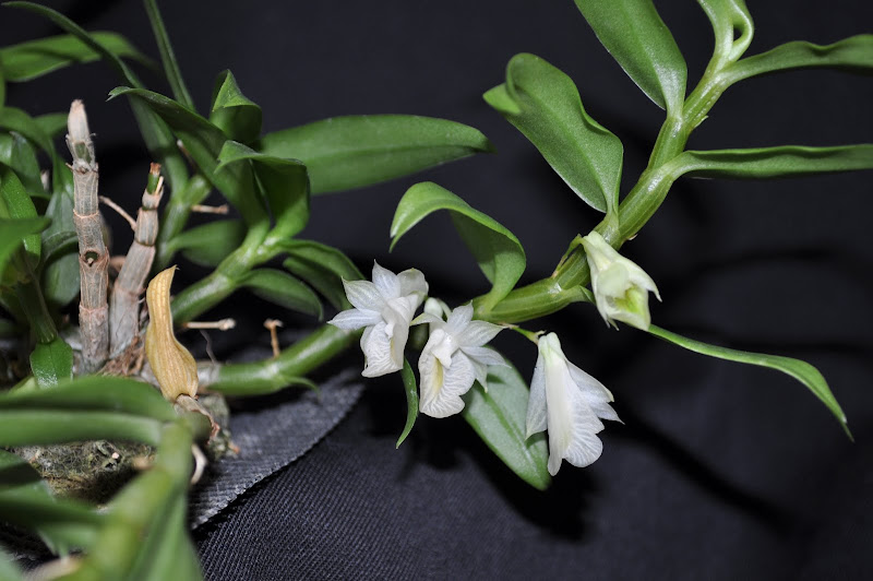 Dendrobium oligophyllum [mise à jour photos] DSC_0002-001