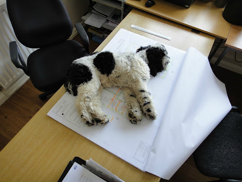 Charlie brown, American cocker spaniel, checking over some building plans