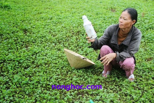 Thừa Thiên Huế: Rau má Quảng Thọ đối mặt với đại dịch