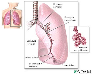 Aparato respiratorio - Wikipedia, la enciclopedia libre