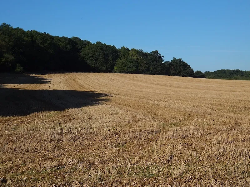 Harvested field near Home Farm, Flixton