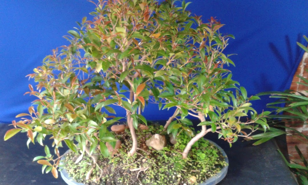 Alguns de meus bonsai ...diversos... 20130322_142335
