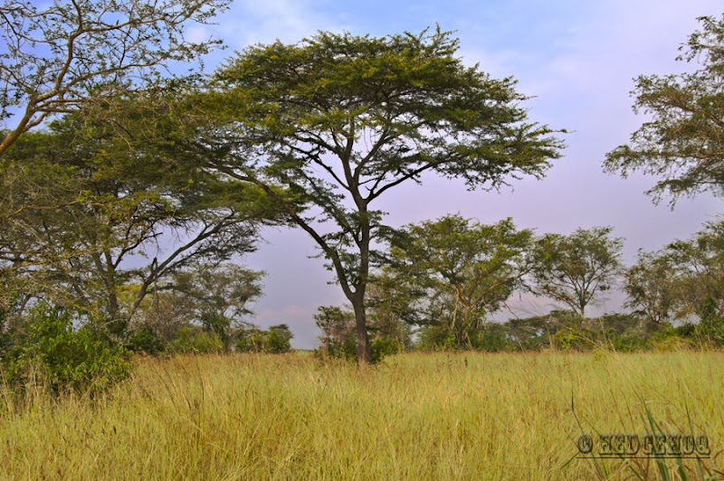 Наша Африка. ч 3. Уганда-Танзания (2010-2011 года)