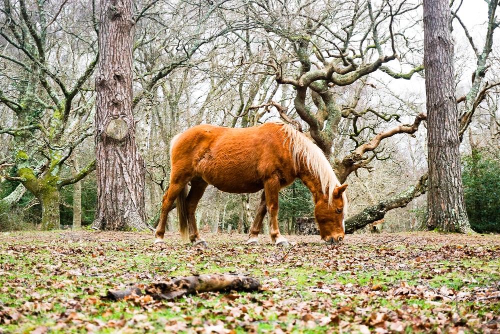 brown horse eating on ground near trees
