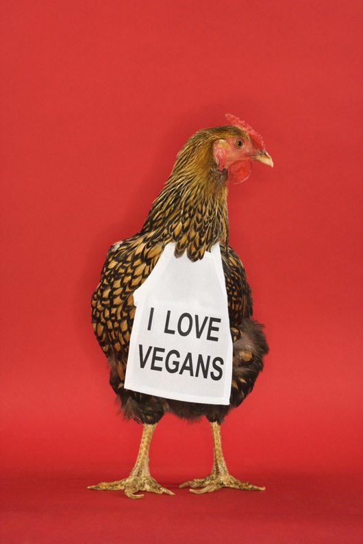 This rooster loves vegans!