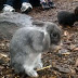 77 Rabbits, 4 People Found Living in House of Filth 