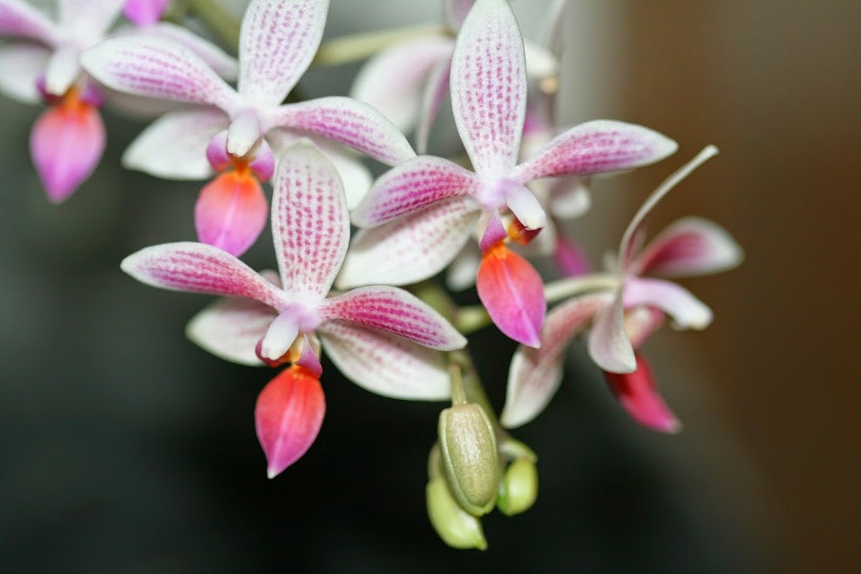 Phalaenopsis Little Sister (equestris x maculata) IMG_2011