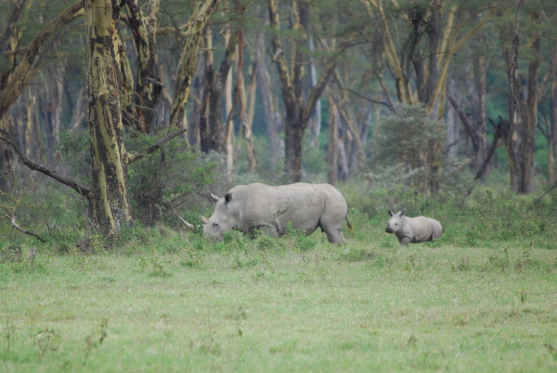 Lagos Nakuru y Bogoria (30 de junio-1 de julio de 2009) - El zoo más grande del mundo - Kenya (2009) (12)